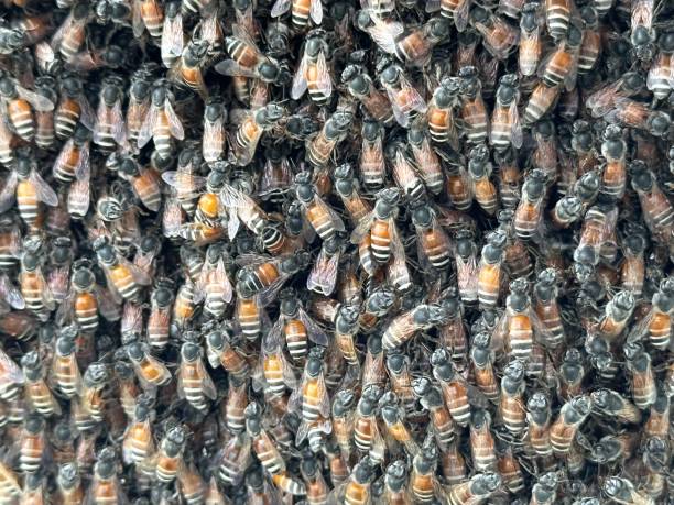 istock Several bees cling together in ears. 1488504041