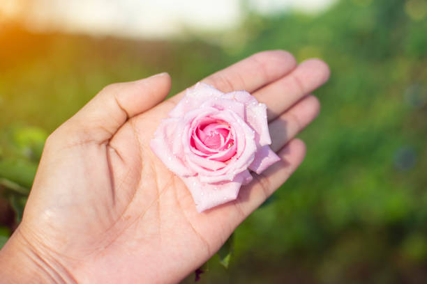 istock Beatiful rose with water drop on hand with blurred bokeh background 1488504286