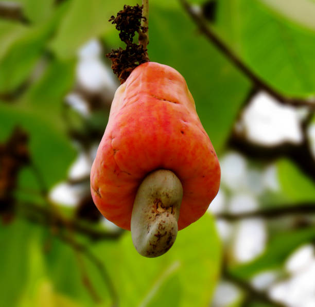 The cashew tree (Anacardium occidentale). stock photo