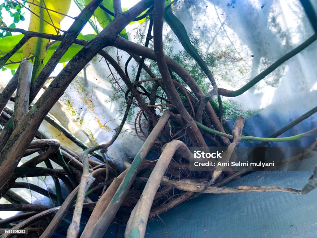 Lush Tree Branches on a Sunny Day A tranquil scene of a single tree branch reaching out over water in the bright light of day, surrounded by lush plants. Autumn Stock Photo