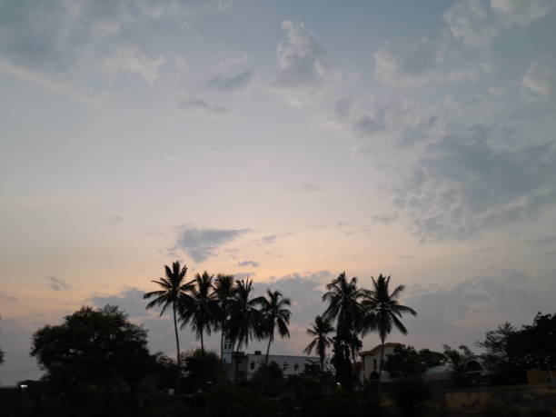Coconut tree with beautiful sunset in sky