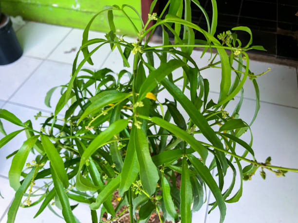 istock Fresh green leaves on sunny day 1488506716