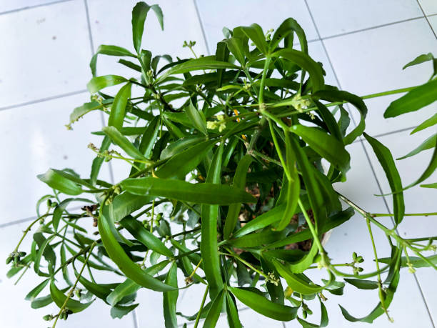 Fresh green leaves on sunny day