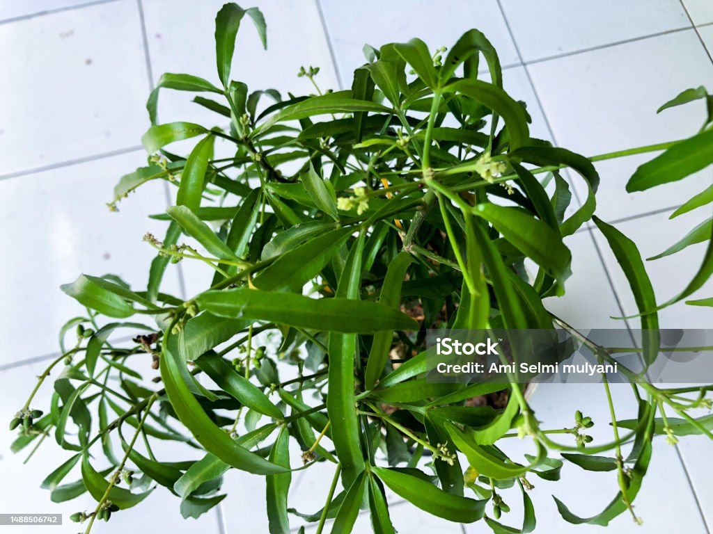 Fresh green leaves on sunny day Lush green leaves accentuate the beauty of nature in this close-up high angle view. Agriculture Stock Photo