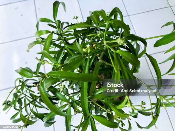 Fresh Green Leaves On Sunny Day Stock Photo - Download Image Now - Agriculture, Beauty, Botany