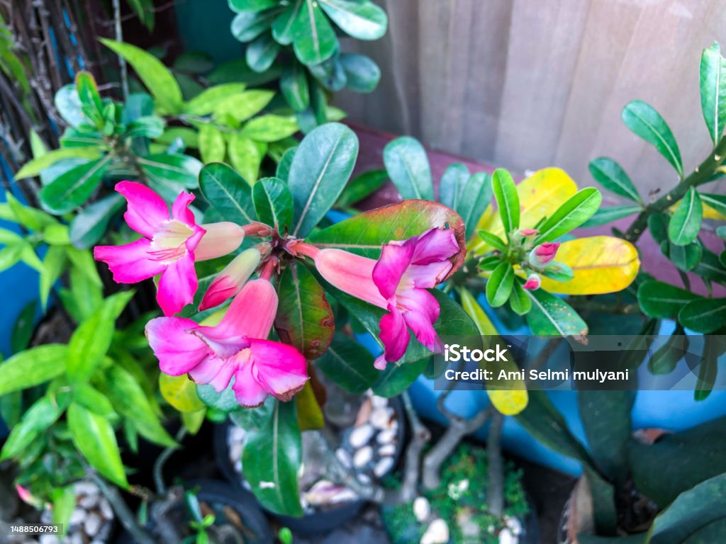 fresh red flowers in the yard A close-up of a vibrant flowering plant with lush leaves captures the beauty and freshness of nature in its natural growth. Adenium Stock Photo
