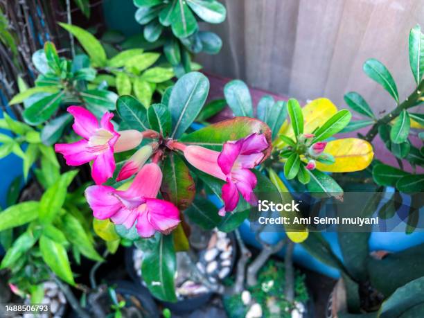 Fresh Red Flowers In The Yard Stock Photo - Download Image Now - Adenium, Backgrounds, Beauty