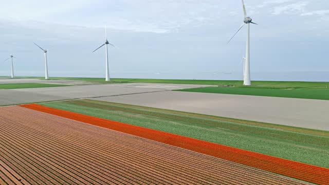 Orange Tulips  in agricultural fields with wind turbines in the background