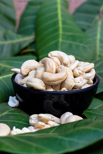 Closeup of Cashew Nut in a Black Bowl Isolated on Green Cashew Leaves in Vertical Oriention.