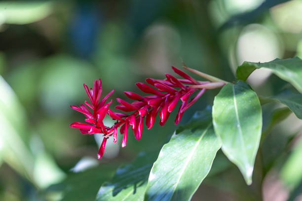 Beautiful read tropical flower found in Roatan