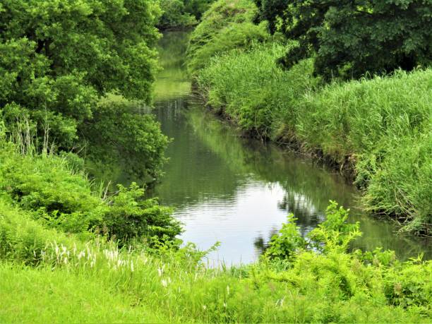 istock Japan. June. Small beautiful river flowing through the forest. 1488509482
