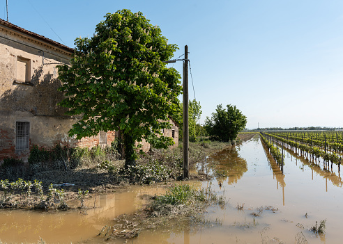 Flooded Bursôn grape vineyards in Boncellino, a hamlet of Bagnacavallo (RA). The damage of the flood that hit Emilia-Romagna between 2 and 3 May 2023. In Bagnacavallo, the Lamone a Boncellino flooded. Schools closed as a precaution in Faenza, Castel Bolognese, Selva and San Martino di Molinella, where the Quaderna has overflowed. Over 250 evacuated in the Ravenna area. Rail traffic suspended between Faenza and Forlì, Russi and Lugo, Russi and Granarolo and between Lavezzola and Mezzano.