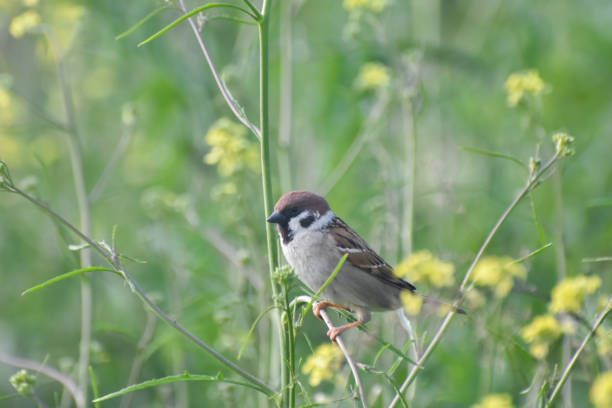 istock Little brown Sparrow bird sitting in the grass in spring 1488512112