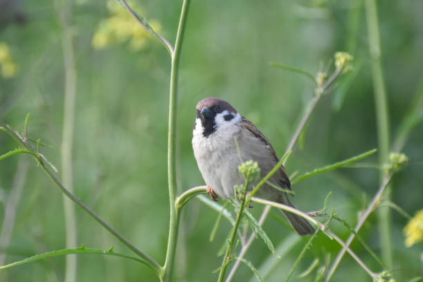 istock Little brown Sparrow bird sitting in the grass in spring 1488512113