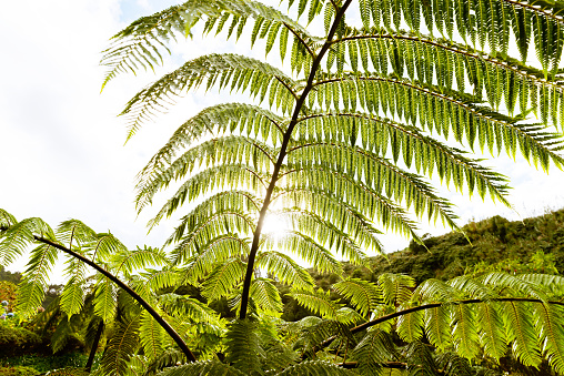 Green leaves of tropical tree fern (Dicksonia antarctica, soft tree fern or man fern) against sky background. Lush tropical foliage
