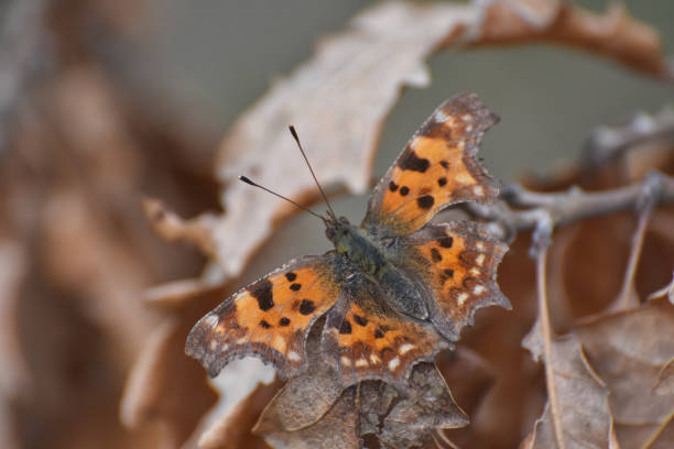 comma butterfly (polygonia c-album) close up - comma bildbanksfoton och bilder