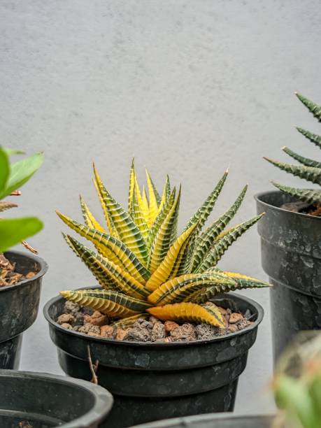 istock Haworthia hybrid variegated yellow 1488512844