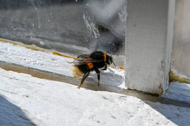 istock Bumble bee on glass window trying to get out 1488512877
