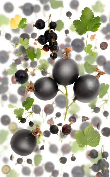 Abstract background made of Black Currant fruit pieces, slices and leaves isolated on white.