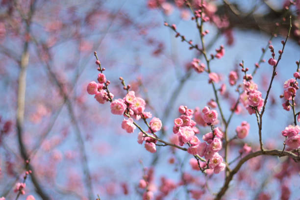 ピンクの梅の花とつぼみ(青い空の背景)
