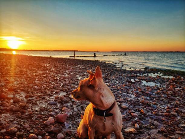 Romantischer Sonnenuntergang am steinigen Strand der Ostsee. Kleiner Hund schaut begeistert in die orangenen Sonnenstrahlen am Horizont.