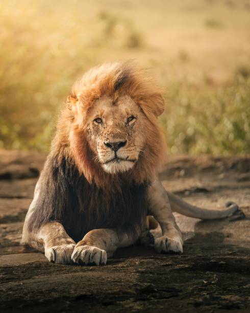 istock Lion King in Masai Mara - Kenya 1488516973