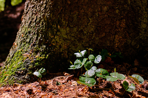 Close up of tree seedlings at the foot of large mother tree