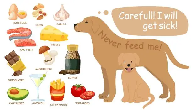 Vector illustration of Toxic and dangerous foods to avoid feeding your dogs.