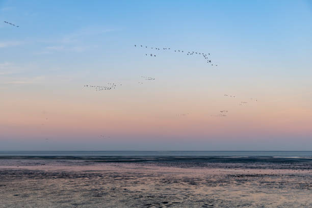 Sunset view over mudflats on the island of Texel in the Netherlands during low tide with flocks of birds flying in V shape formation against an orange coloring sky and reflection in water