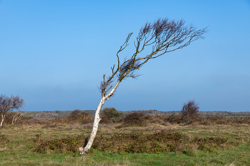 Close up view of one small single birch tree bend by the wind in the dunes of the island of Texel in the Netherlands against a clear blue sky
