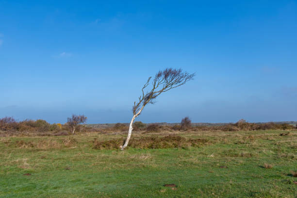Panoramic view over the dunes on the island of Texel in the Netherlands with one small single birch tree bend by the wind standing in the middle against a clear blue sky
