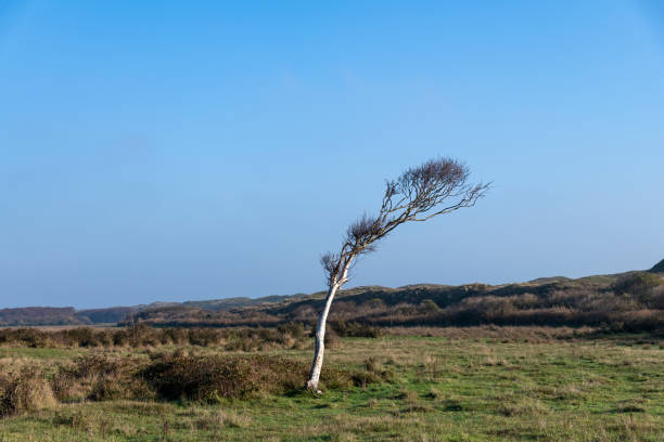 Panoramic view over the dunes on the island of Texel in the Netherlands with one small single birch tree bend by the wind standing in the middle against a clear blue sky