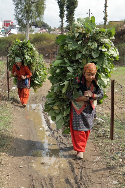 villageoise indienne portant de l’herbe verte. - asian tribal culture photos photos et images de collection