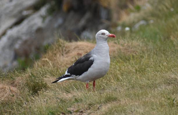 istock Seagull standing on grass next to the beach 1488522343
