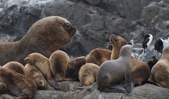 Alpha male sea lion interacting with younger sea lion in the Beagle Channel, Argentina