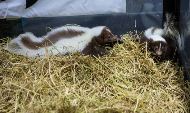 istock Young Striped Skunk in farm. 1488522487