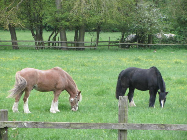 istock Horses and Pheasants in Field 1488522793