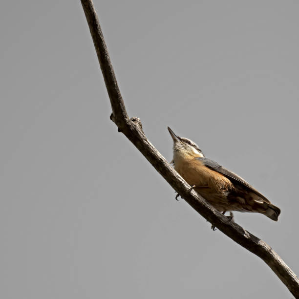 istock nuthatch sitting on a branch against a gray sky 1488524342