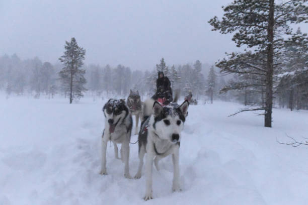 istock Dog sledding in Norway 1488524993