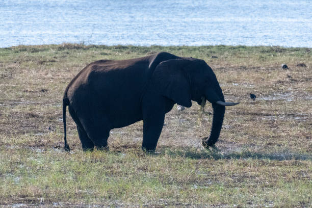 istock African Elephant in Chobe National Park 1488525019