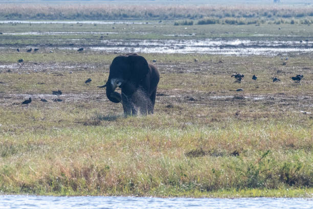 istock African Elephant in Chobe National Park 1488525024