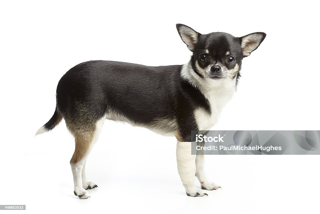 Verletzte Hund - Lizenzfrei Chihuahua - Rassehund Stock-Foto