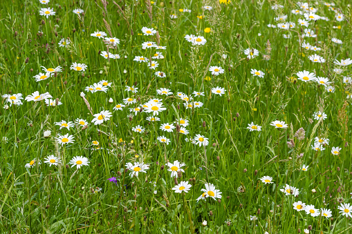 Tall various grass with blooming chamomiles and other flowers on the mountain meadow in overcast weather