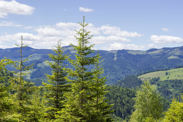 Tree tops of the young fir on a foreground against the opposite mountain range and sky in sunny day