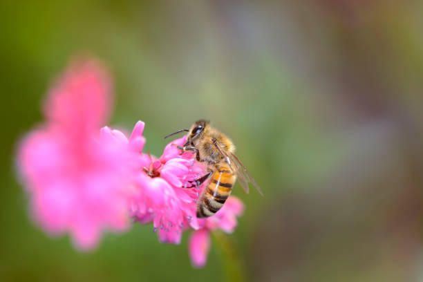 istock Bee - Apis mellifera - pollinates the princess-feather - Persicaria orientalis 1488527279