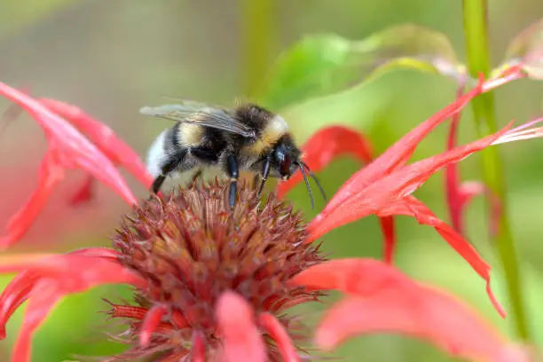 Large earth bumblebee - Bombus terrestris - resting 
on 
Monarda didyma - Monarda Squaw, the crimson beebalm, scarlet monarda or bergamot