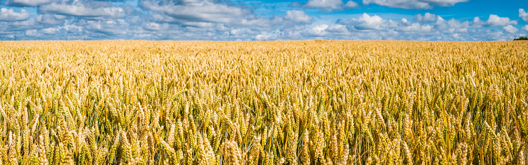 Healthy ripening wheat growing in a farm field under big blue summer skies with white fluffy clouds to the horizon.