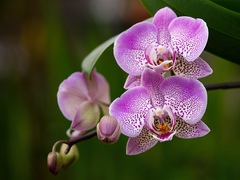blossoms of beautiful pink phalaenopsis orchid flower outdoors in garden, darker background blurred