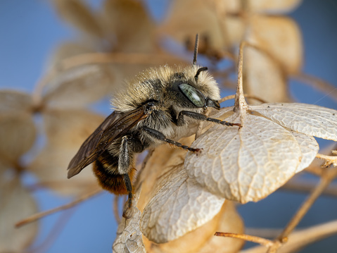 wild solitary bee.\nit looks like a Honeybee (Apis mellifera) but it's Not Honey bee .\ninsect isolated on a gray background.\ncloseup bug.\ninsects, bugs, animals