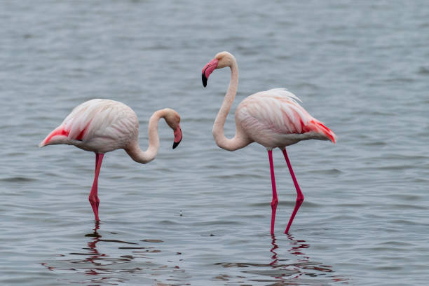 istock Flamingos near Walvis Bay 1488529802